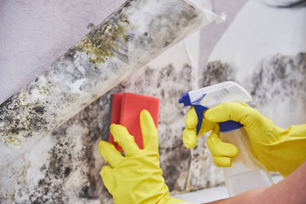 Best Mold Remediation for Healthcare Facilities  in Ellaville, GA